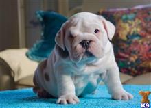 french bulldog puppy posted by Jessica reynolds